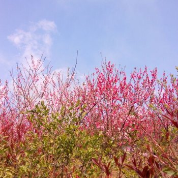 景德镇瑶里高山茶客栈酒店提供图片