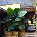 建水秀居闲庭外观图 建水秀居闲庭外观图