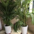 广州芦苇湖边客栈外观图 广州芦苇湖边客栈外观图