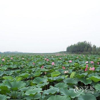 白洋淀十里荷香度假村酒店提供图片