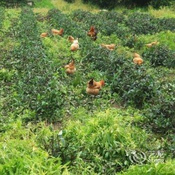 莫干山石廊花溪度假公寓酒店提供图片