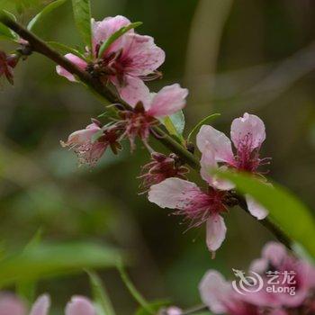 莫干山里人家酒店提供图片