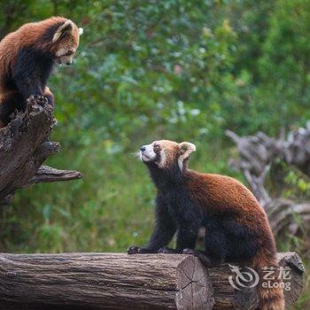 普洱开元·小熊猫庄园酒店酒店提供图片