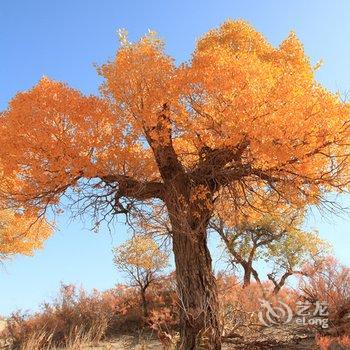 酒泉东风胡杨林露营公园(金塔县)酒店提供图片