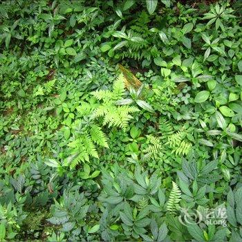 张家界森林公园玉平客栈酒店提供图片