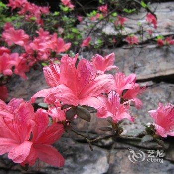 张家界森林公园玉平客栈酒店提供图片