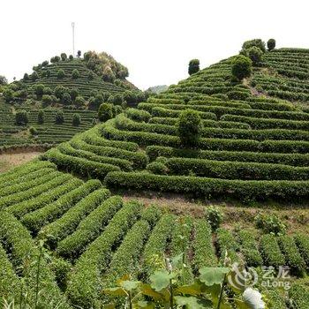 阳朔翠羽茶苑(原阳朔七仙峰茶观园景区酒店)酒店提供图片