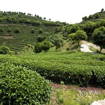 阳朔翠羽茶苑(原阳朔七仙峰茶观园景区酒店)酒店提供图片