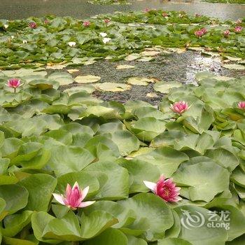 阳光绿岛海景公寓(龙口东海龙族海景店)酒店提供图片