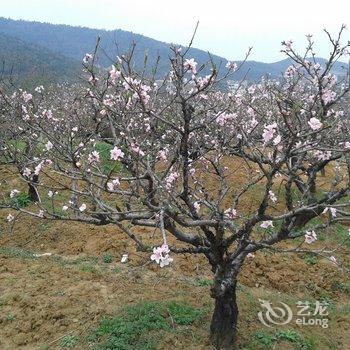 当涂县大青山桃花友缘农家乐酒店提供图片