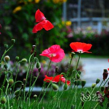 甘孜新都桥格桑花园客栈酒店提供图片