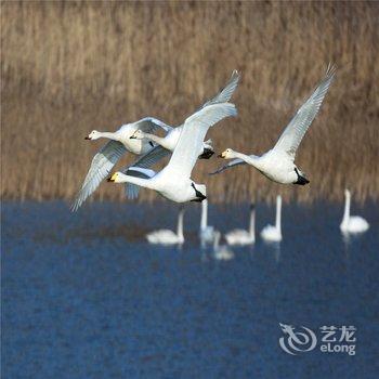 三门峡天鹅湖国际大酒店酒店提供图片