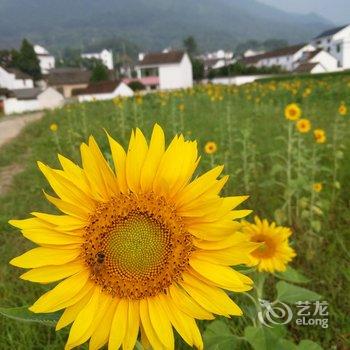 建德新叶村荷香园农家乐酒店提供图片