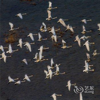 三门峡天鹅湖国际大酒店酒店提供图片