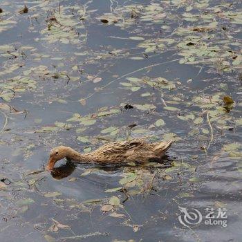 泸沽湖爱这生活逦水庄酒店提供图片