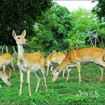 东方誉峰泰隆海景大酒店酒店提供图片