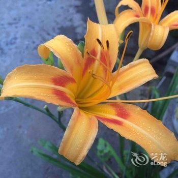 宏村东门庭院农家乐酒店提供图片