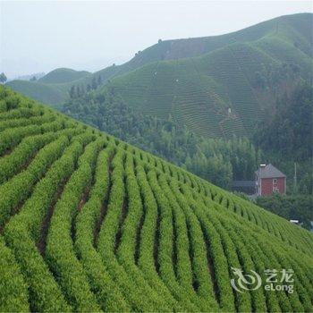 安吉乡野间乡村茶园山景房酒店提供图片