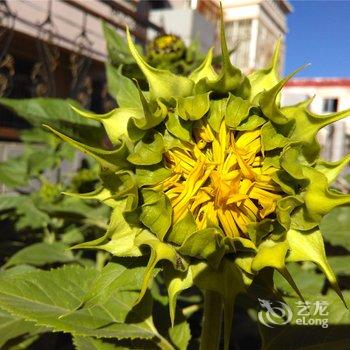 拉萨三年后客栈圣城花园店酒店提供图片