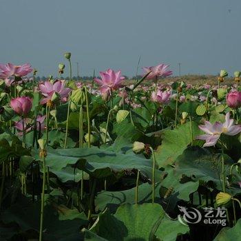 武汉荆楚沉湖度假村酒店提供图片