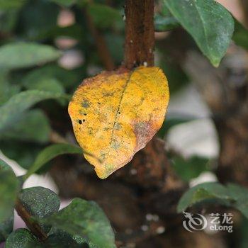 莫干山又见炊烟客栈酒店提供图片