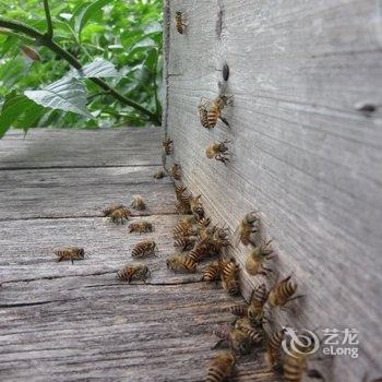 安吉岭头农家酒店提供图片