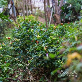 武夷山家有客房(有庭院的客栈)酒店提供图片