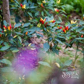 武夷山家有客房(有庭院的客栈)酒店提供图片