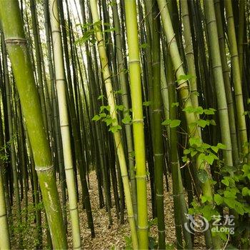 洛阳栾川重渡沟居有竹酒店提供图片