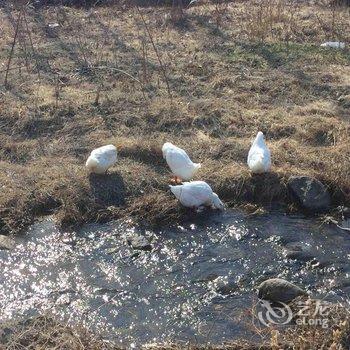 兴隆雾灵山(南门)邢府小院酒店提供图片