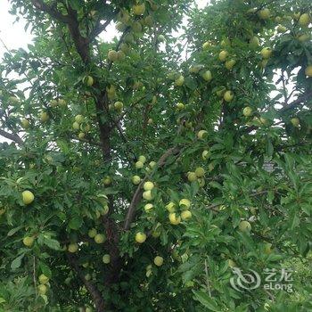 涞源白石山罗花农家院酒店提供图片