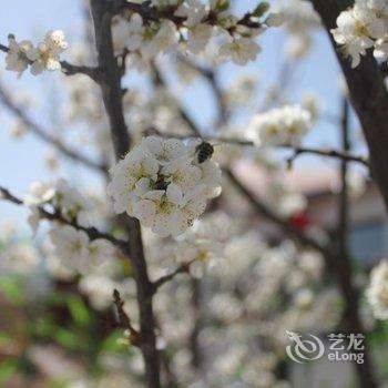 涞源白石山罗花农家院酒店提供图片