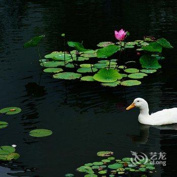 日照北海锦华禅茶客栈酒店提供图片