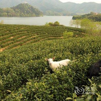 阿丽拉安吉度假酒店酒店提供图片