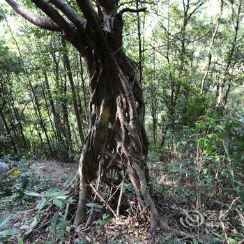 韶关新丰云天海温泉原始森林度假村酒店提供图片