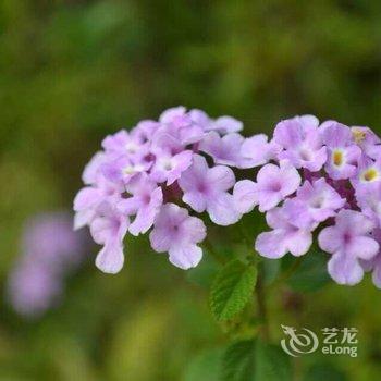 佛山碧桂花城大酒店酒店提供图片