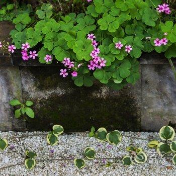 南浔落花老屋客栈酒店提供图片