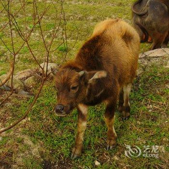 景德镇瑶里稻田农家客栈酒店提供图片