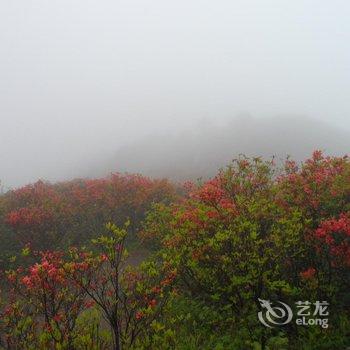 遂昌南尖岩四季竹园民宿酒店提供图片