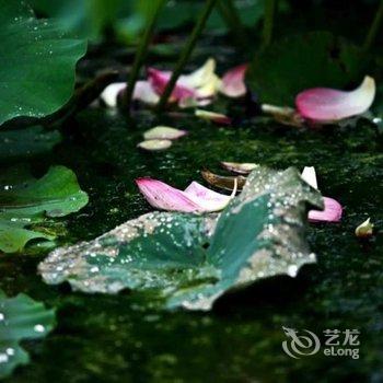 腾冲和顺松风来客栈酒店提供图片