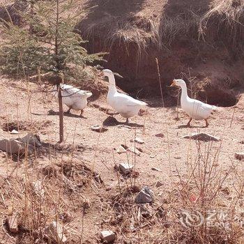 芦芽山世外桃源农家乐酒店提供图片