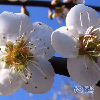 嘉义山顶那间民宿酒店提供图片