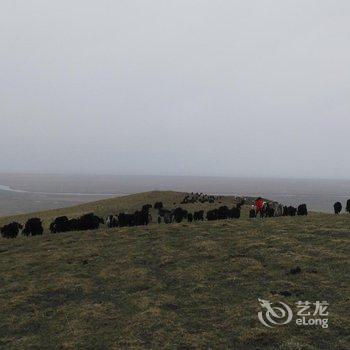 青海湖鸟岛金轮假日山庄酒店提供图片