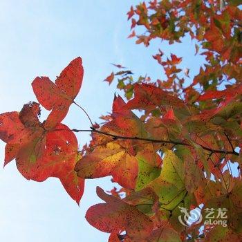 南投清境果色天香民宿酒店提供图片