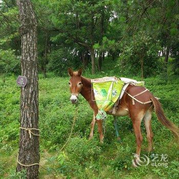 众乐乐特色民宿联盟(余姚四明山地质公园店)酒店提供图片