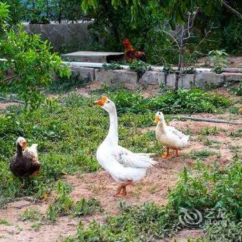 中卫田园农庄酒店提供图片