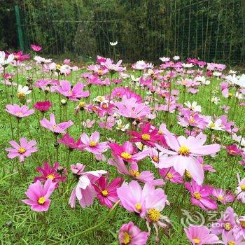 清远佛冈鹤鸣洲樱花温泉度假村酒店提供图片