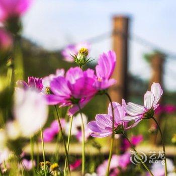 清远佛冈鹤鸣洲樱花温泉度假村酒店提供图片