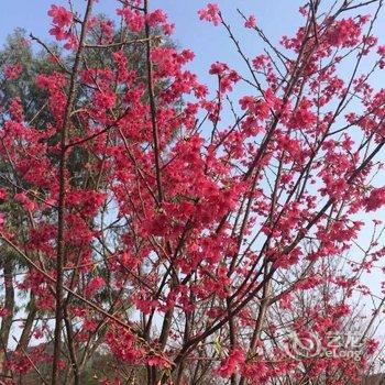 清远佛冈鹤鸣洲樱花温泉度假村酒店提供图片