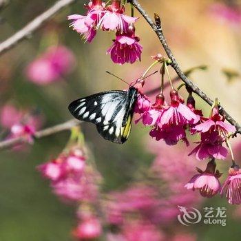 清远佛冈鹤鸣洲樱花温泉度假村酒店提供图片